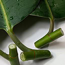 Rubber Plant cuttings