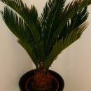 Sago Palm