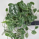 Satin Pothos Scindapsus Pictus