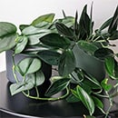 Scindapsus Treubii houseplants
