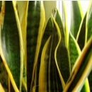 Snake Plant