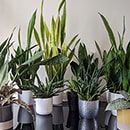 Lots of different Snake Plant varieties on a table
