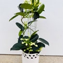 Stephanotis