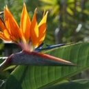Strelitzia