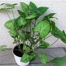 Goose foot Plant