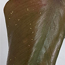 Lots of Thrips insects on a plant leaf