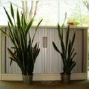 Are Your House Plants Thriving or Surviving