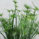 Cyperus