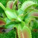 Venus Flytrap