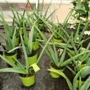 Houseplants for sale on a bench