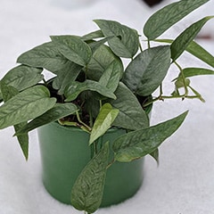 Houseplant outside in the snow about to be repotted