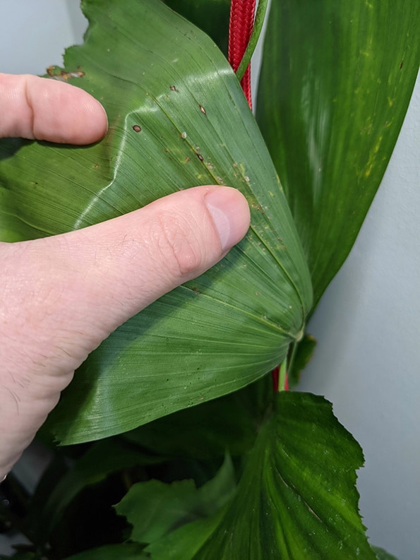 Removing Thrips from a goldfish palm by hand is a physical method to remove these pests