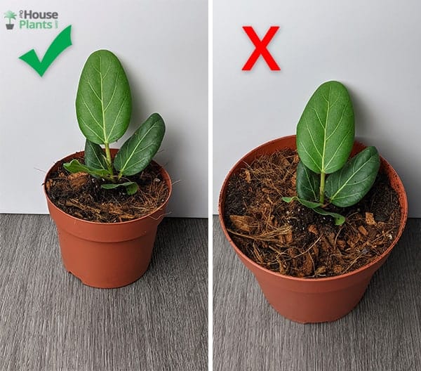 Two images side by side showing a plant in a smaller pot and one in a much larger one