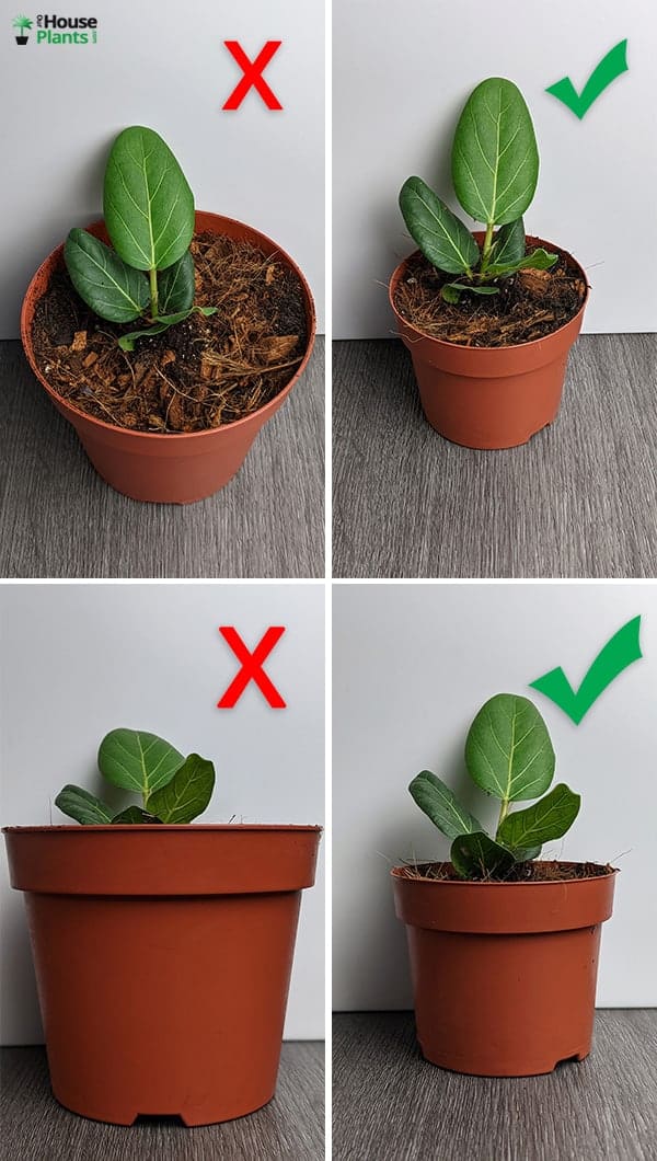 4 photos showing a small Ficus audrey in different sized plastic pots