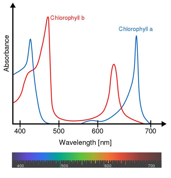 Diagram showing Chlorophyll absorbs more light from the red spectrum and blue spectrum