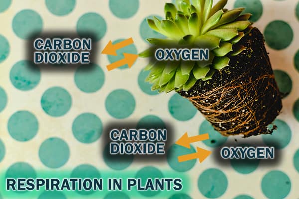 Diagram of an Echeveria plant showing gas exchange in the leaves and roots for respiration
