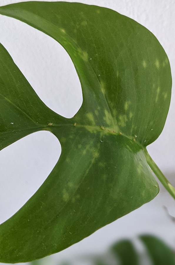 Aphids on a tetrasperma leaf