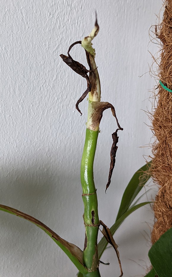 mouldy and brown growth stem on a rhaphidophora tetrasperma