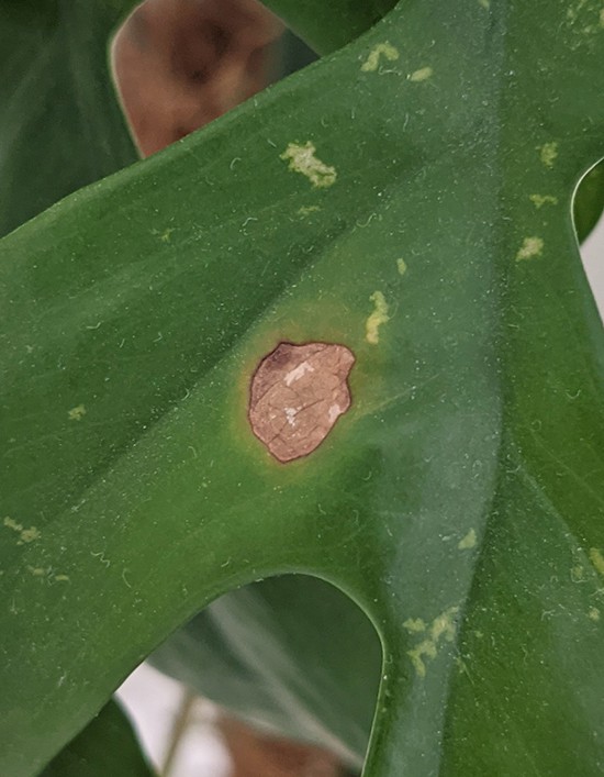 Brown crispy marks on leaf