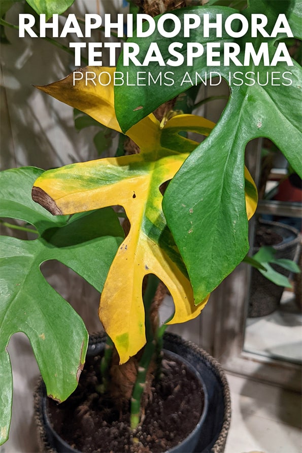 rhaphidophora tetrasperma with a yellow leaf