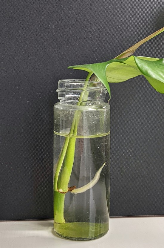 Mini Monstera cutting rooting in a glass jar filled with water