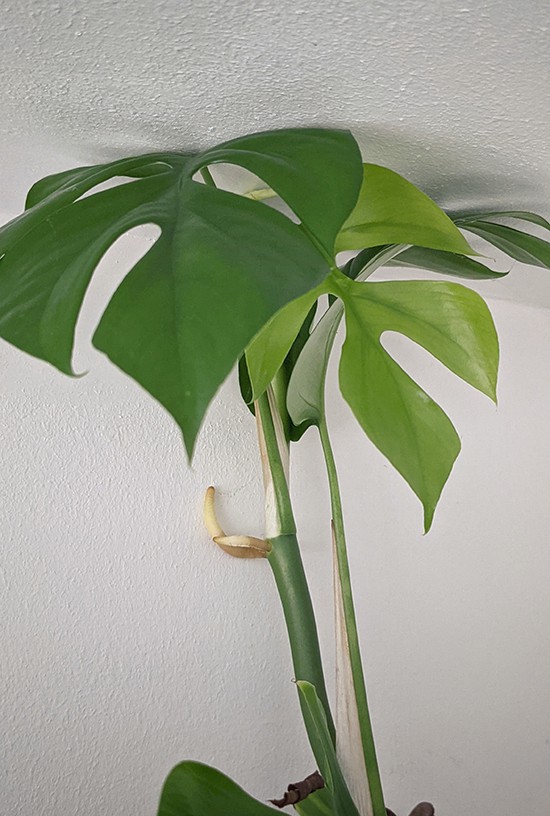 Rhaphidophora tetrasperma touching the roof of a room