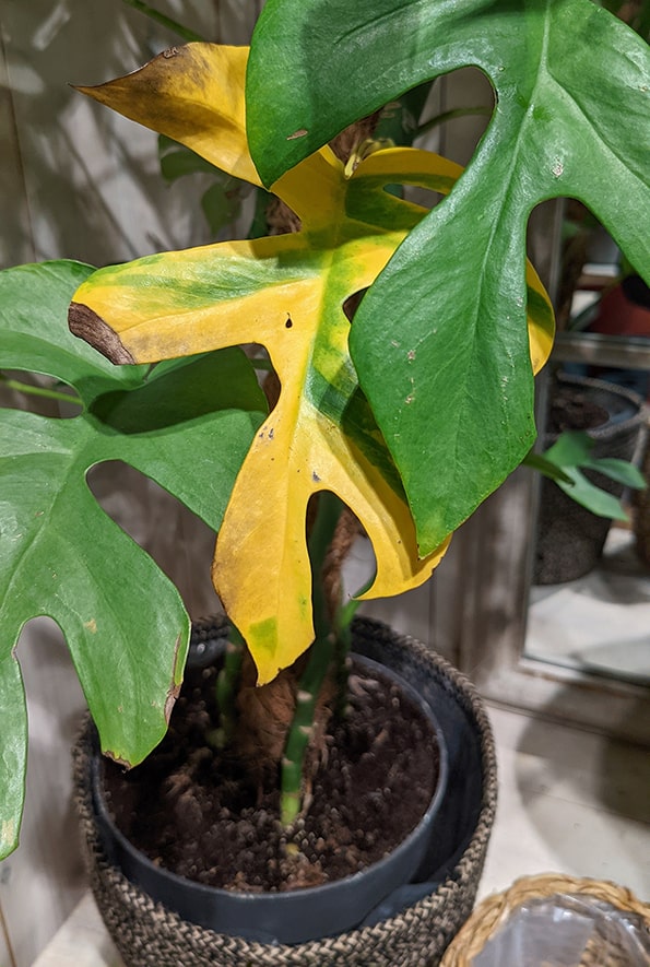 Mini Monstera houseplant with yellowing leaves