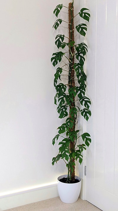 Tall rhaphidophora tetrasperma growing up a moss pole tucked into a corner of a dining room