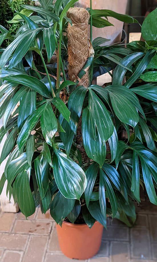 A semi mature rhaphidophora decursiva plant growing up a totum support