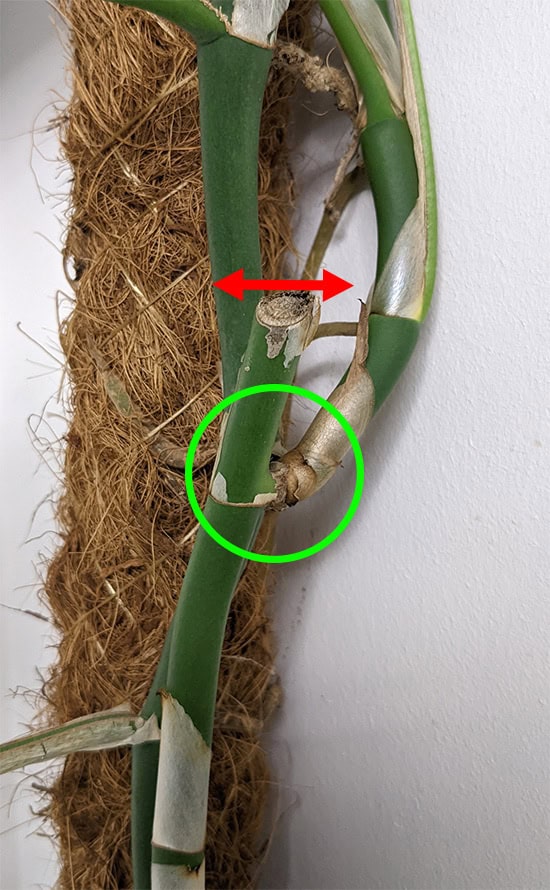 New shoots grow from a node after a stem cutting was taken from this plant