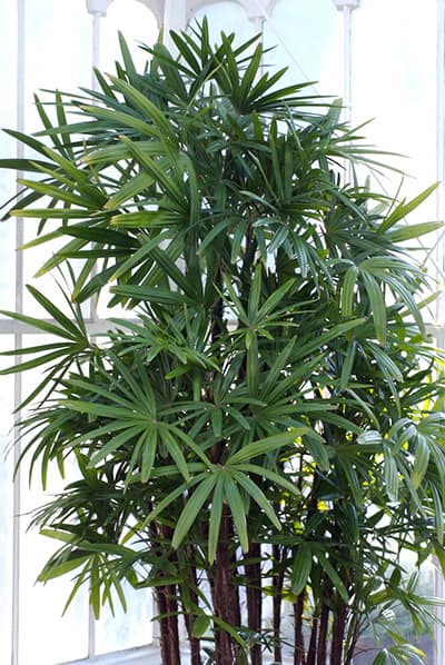 Lady Palm rhapis excelsa in front of windows in a hallway