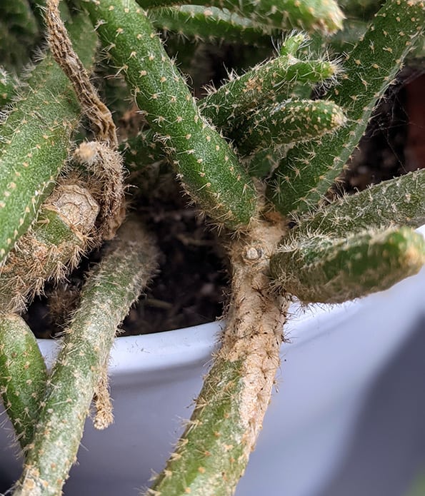 Brown scab like markings on the stems of this Mouse Tail Cactus