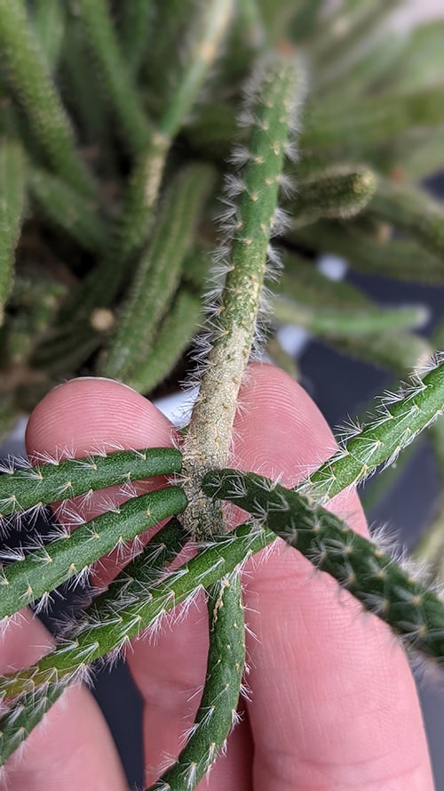 Branching stems on a rhipsalis baccifera horrida house plant