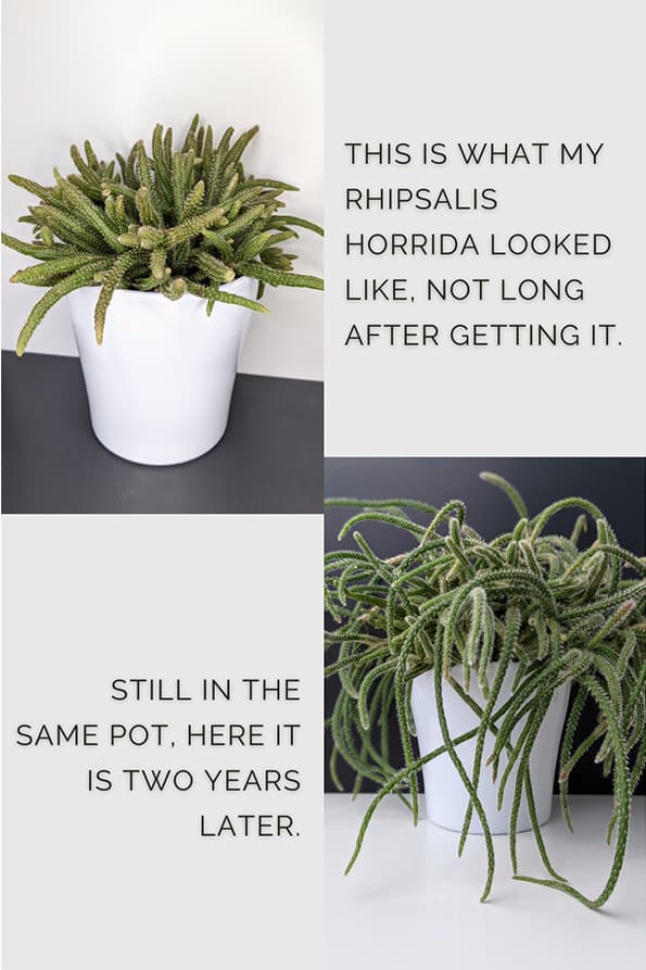 Side by side comparison of the same rhipsalis horrida plant two years apart