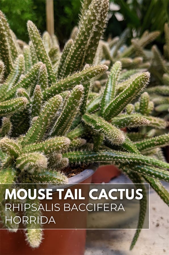 Young Mouse Tail Cactus