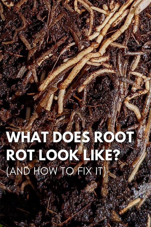 roots of a plant with some root rot present and showing
