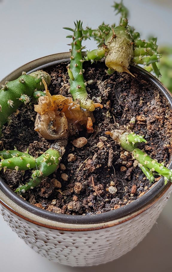 Eve's Pin Cactus with stem rot