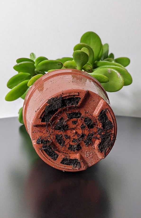 Succulent in a planter turned on it's side to show the roots coming out of the bottom