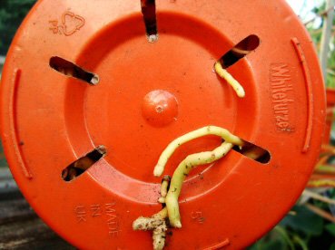 Roots coming out of the pot and grabbing on tight