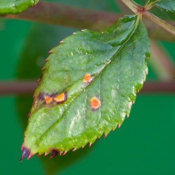 rose diseases common plant house plants identification rust leaf houseplant treatment symptoms garden