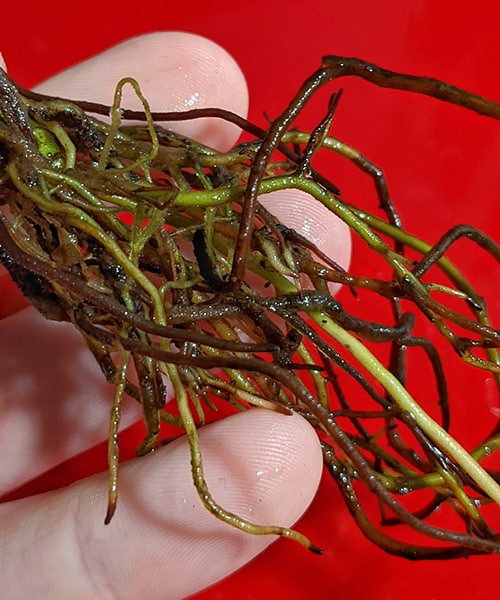 Holding the washed roots of a houseplants where you can see mild root rot