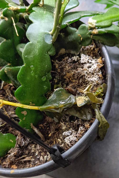 Overwatered plant showing white mold growing on the soil surface