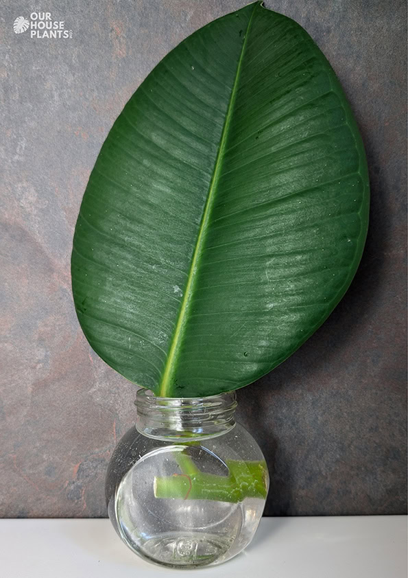 A Rubber Plant cutting with one mature leaf placed in a clear water container