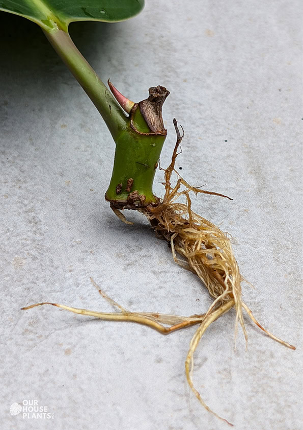 Healthy roots growing from a Rubber Plant cutting