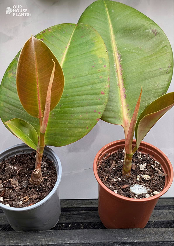 Two Rubber Plant cuttings have fully established and have grown two brand new leaves with a third on the way