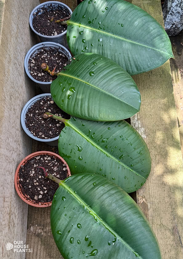 Four Rooted Rubber Plant cuttings outside on a bench potted up into small pots with free-draining compost