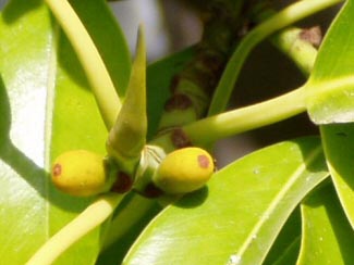 The Rubber Plant doesn't have bright flowers, but you can get fig like fruit