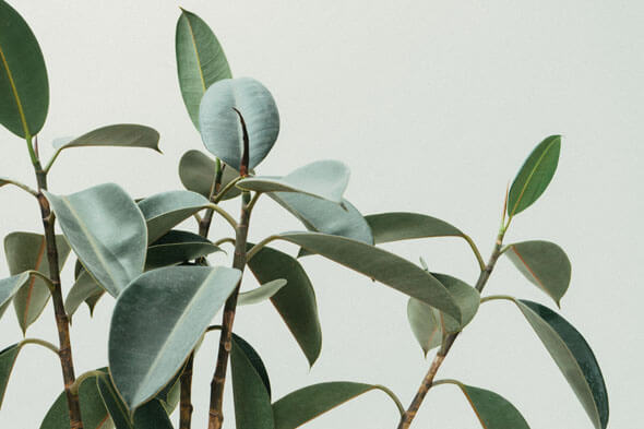 Top of a Rubber Plant houseplant photo by Scott Webb