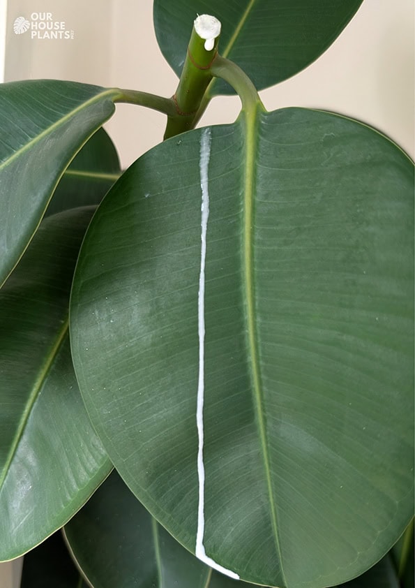 White latex sap flowing from a freshly cut Rubber Plant stem