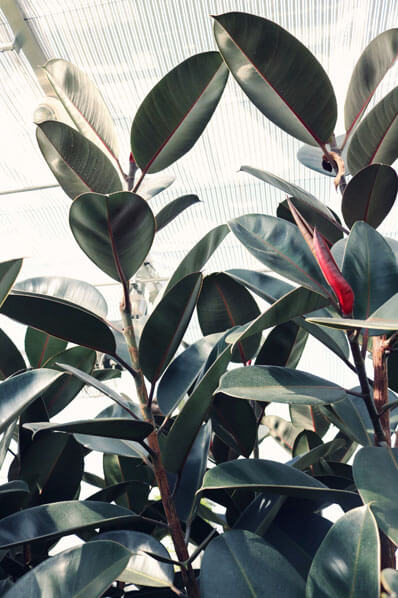 Rubber Plant with red leaf sheath, photo by Madison Inouye